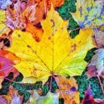 Fall Has Arrived – Time to Rake Leaves