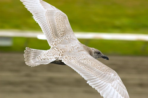 One of the Fly-in Guests